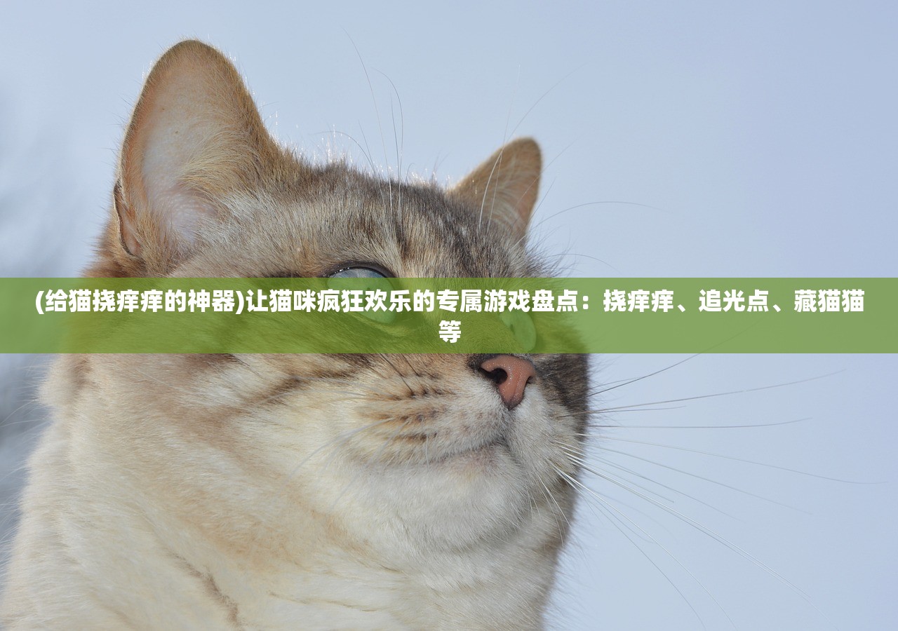 (给猫挠痒痒的神器)让猫咪疯狂欢乐的专属游戏盘点：挠痒痒、追光点、藏猫猫等