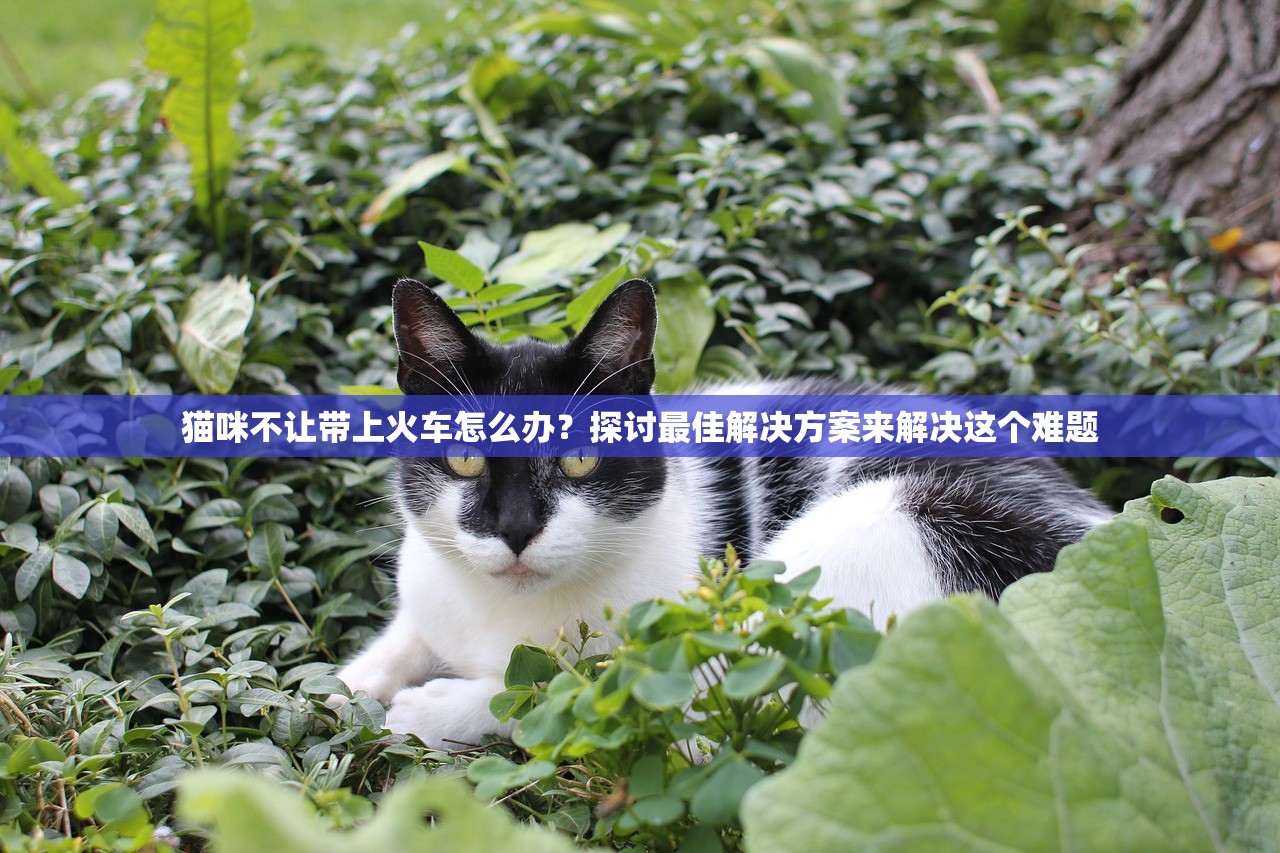 猫咪不让带上火车怎么办？探讨最佳解决方案来解决这个难题